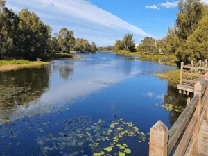 North Lakes Tree Lopping North Lakes 14 Lake Eden