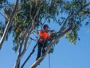 Tree trimming North Lakes qld